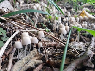 small mushrroms
