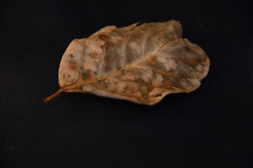 falling leaf