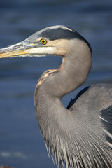 Blue Heron
