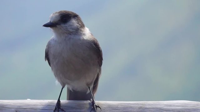 Canada Jay. Also known as the Gray Jay, or Whiskeyjack.