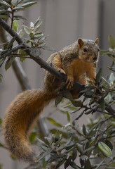 squirrel on tree