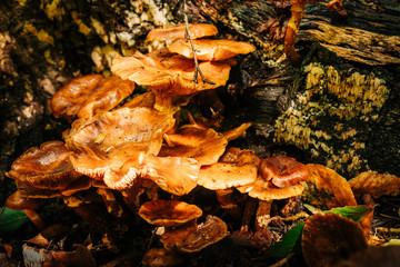 Wild Musrooms in Forest4