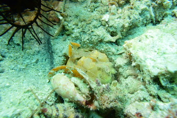 アニラオ 17 黄色いシャコ その１