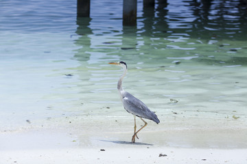 夕焼け, 海, 太陽, 空, 水, 日の出, 浜, 帆船, 地平線, 自然, オレンジ, 雲, 風景, 今夜, 夜明け, 旅行, ボート, 光, クルーズ, モルジブ, モルディブ, リラックス, カップル, 家族, ツアー, 海外, 地中海, インド洋, ハワイ, 沖縄, 海南島, リゾート, 水上, ヴィラ, 高級, ホテル, 民泊, 旅館, 老舗, 料理, 和食, 洋食, フランス, イタリ