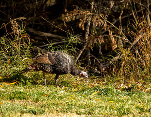 Wild turkeys with beautiful feathers in autumn