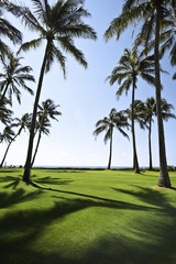 palm trees on the beach