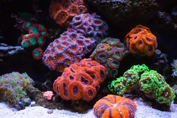 Coral reef colony with acans, neon hammer corals and donut coral