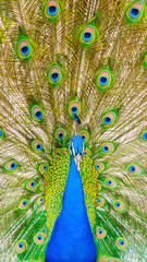 Obraz premium Spectacular portrait of a peacock facing front looking at camera.