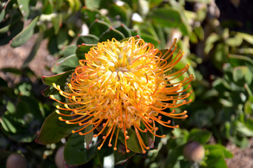 Pincushion (Leucospermum Cordifolium) Flower