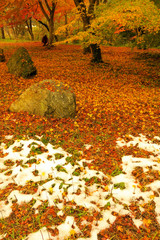 日本の紅葉と早い雪