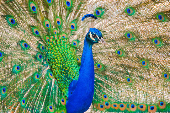 Portrait of a beautiful peacock with extended feathers. Close photo of a peacock.