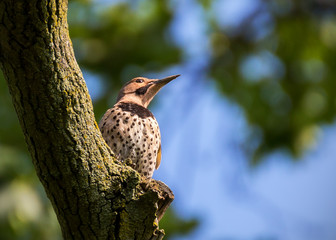 Northern Flicker on a tree in summer