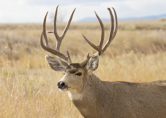 Buck Deer with Antlers in Rocky Mountain Arsenal