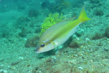 アニラオ 17 黄色いストライプの魚