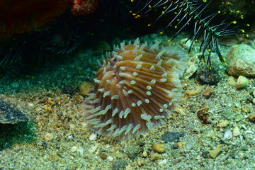 Fototapeta na wymiar アニラオ 17 ウニのような珊瑚