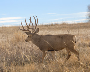 Buck Deer with Antlers in Rocky Mountain Arsenal