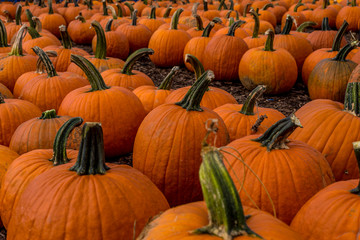 Orange pumpkins in a row at outdoor farmer market pumpkin patch