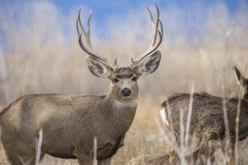 Naklejka na ściany i meble Buck Deer with Antlers in Rocky Mountain Arsenal