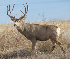Buck Deer with Antlers in Rocky Mountain Arsenal