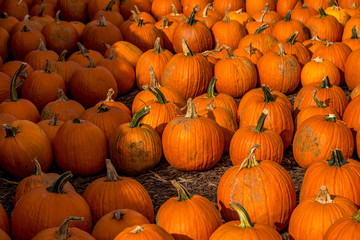 orange pumpkins on hay stack on a farm for Halloween decoration in America