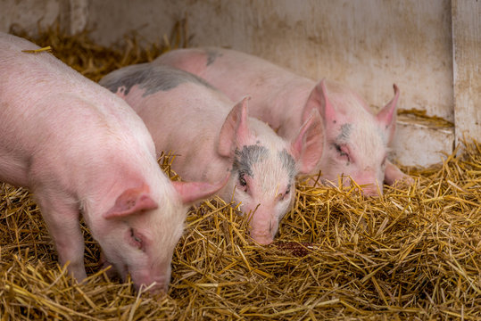 three little piglets resting in the hay on a farm