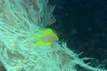 アニラオ 17 熱帯魚