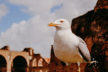 seagull looking over
