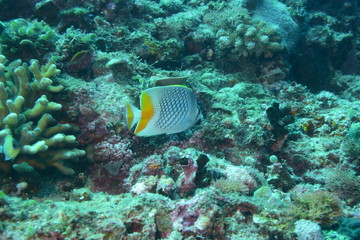 アニラオ 17 熱帯魚