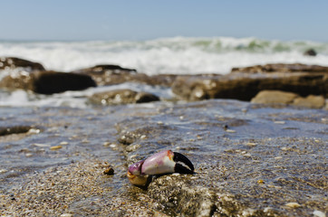 Crab clip with bottom of sand, stones and water