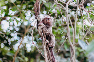 monkey Callithrix 