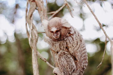 monkey Callithrix 