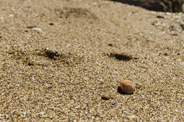 Fototapeta na wymiar snail with beach background