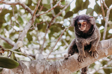 monkey Callithrix 