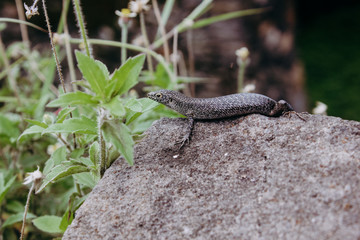 lizard dragon Trachylepis atlantica