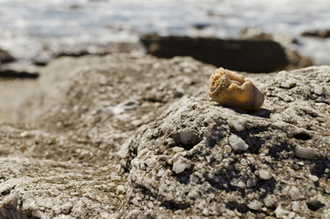 snail with beach background