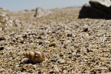 snail with beach background