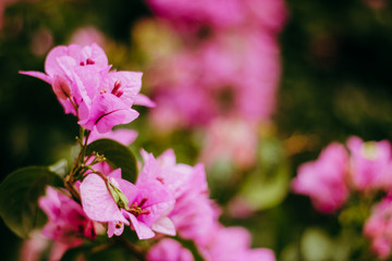 Obraz premium pink wild flowers