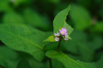 Polygonum thunbergii (Mizosoba)
