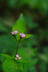 Polygonum thunbergii (Mizosoba)