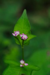 Polygonum thunbergii (Mizosoba)