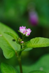 Polygonum thunbergii (Mizosoba)