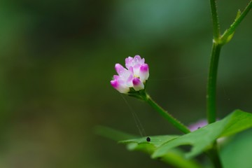 Polygonum thunbergii (Mizosoba)