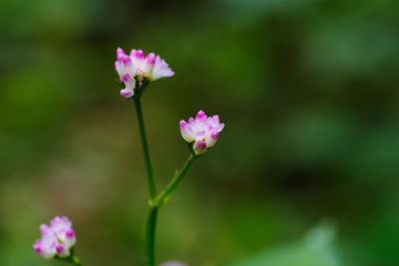 Obraz premium Polygonum thunbergii (Mizosoba)