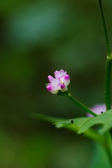 Polygonum thunbergii (Mizosoba)