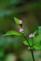 Polygonum thunbergii (Mizosoba)