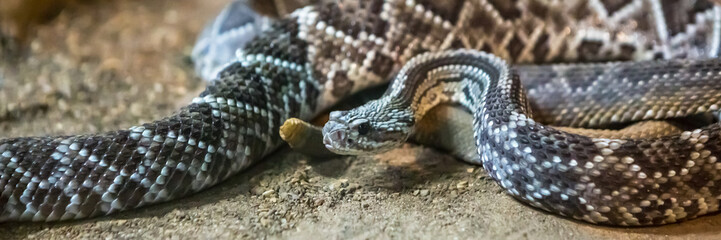 Rattlesnake, Crotalus atrox. Western Diamondback. Dangerous snake.