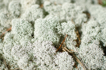 lichen (reindeer moss) big plan
