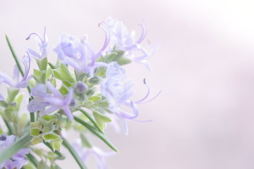 Closeup nature view of rosemary flowers on blurred nature background