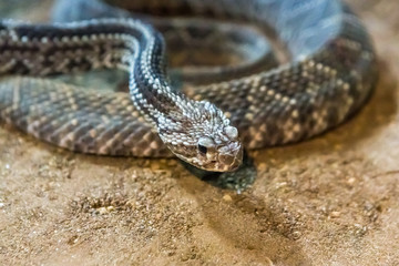 Rattlesnake, Crotalus atrox. Western Diamondback. Dangerous snake.