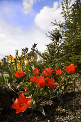 tulips in the garden